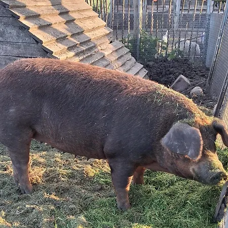 Auf Dem Bauernhof Niederdorla