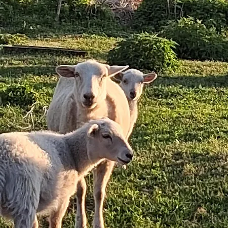 Auf Dem Bauernhof Niederdorla